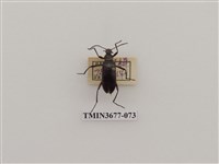 藏品(偽步行蟲)的圖片